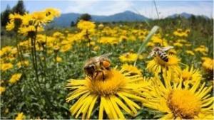Why are Bees Dying? Climate Change and the Pollination Problem
