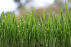 Solutions to global warming: Greener lawns with this simple tip