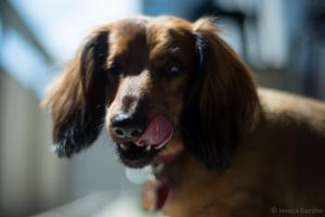 Surprisingly Big Feet: Why your pet’s carbon footprint matters and what you can do to reduce it